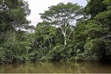 国产基地建设《什么鸟都》上架Steam 年内发售